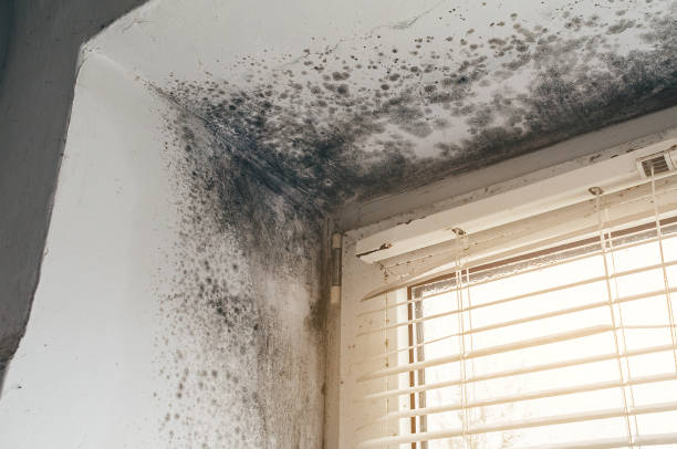 Affordable Mold Inspection And Testing solutions in Lincroft, NJ
